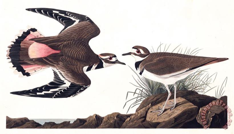 Kildeer Plover painting - John James Audubon Kildeer Plover Art Print