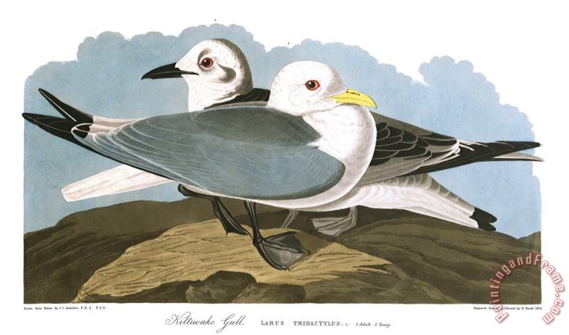 John James Audubon Kittiwake Gull Art Print
