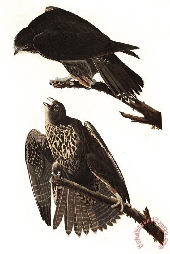 John James Audubon Labrador Falcon Art Print
