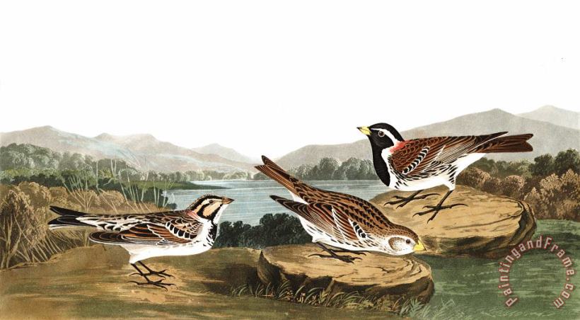 John James Audubon Lapland Long Spur Art Print