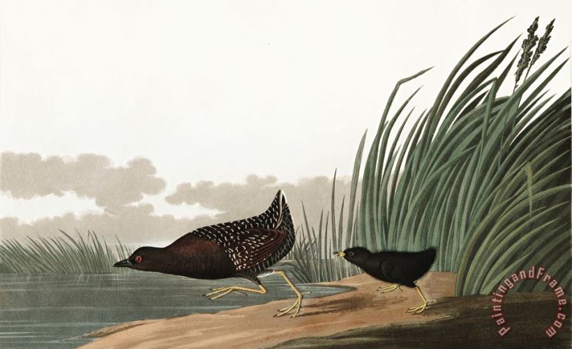 John James Audubon Least Water Hen Art Painting