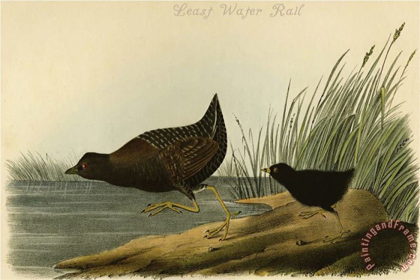 John James Audubon Least Water Rail Art Print