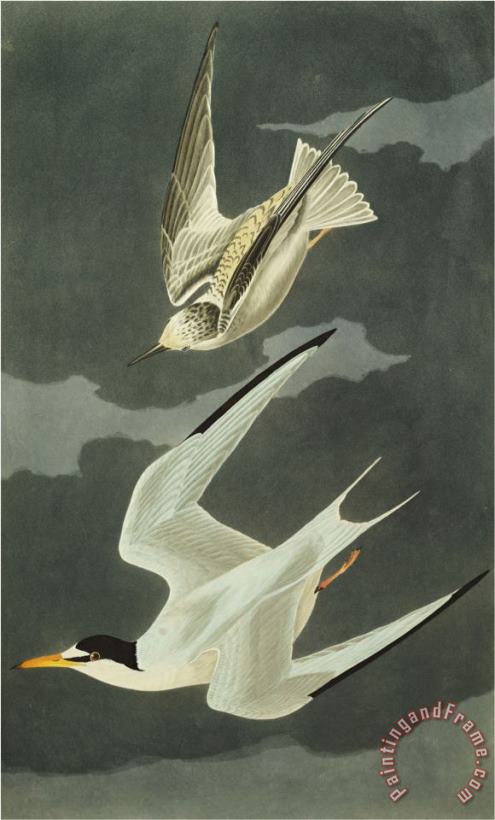 John James Audubon Lesser Tern Little Tern Sterna Albifrons From The Birds of America Art Print