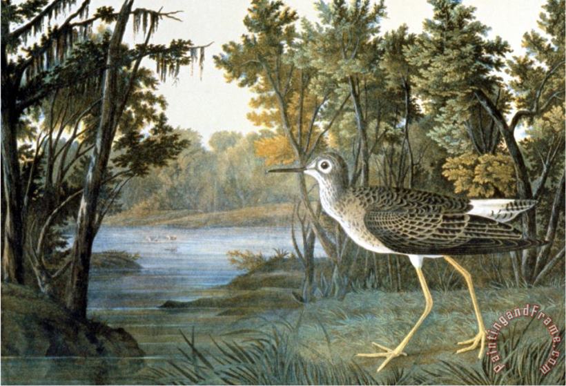 Lesser Yellowlegs painting - John James Audubon Lesser Yellowlegs Art Print
