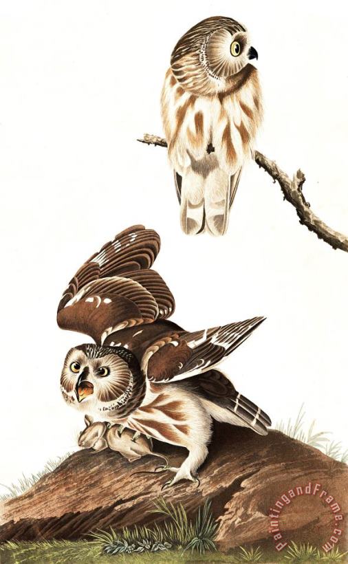 Little Owl painting - John James Audubon Little Owl Art Print