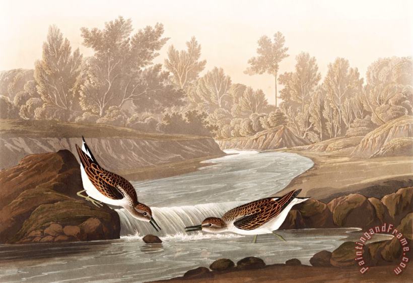 John James Audubon Little Sandpiper Art Painting