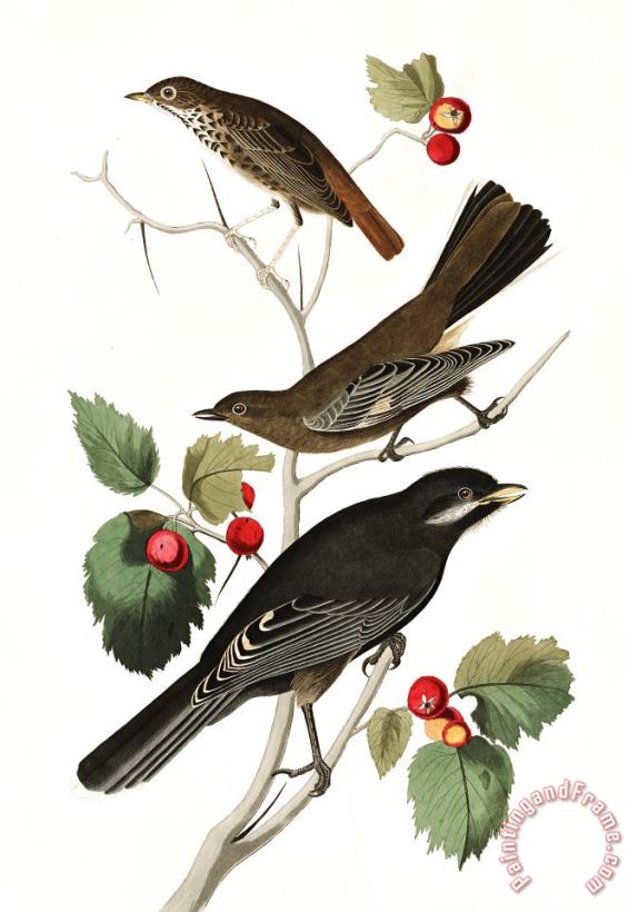 Little Tawny Thrush, Ptiliogony's Townsendi, Canada Jay painting - John James Audubon Little Tawny Thrush, Ptiliogony's Townsendi, Canada Jay Art Print
