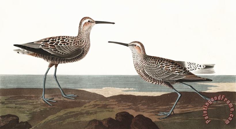 John James Audubon Long Legged Sandpiper Art Print