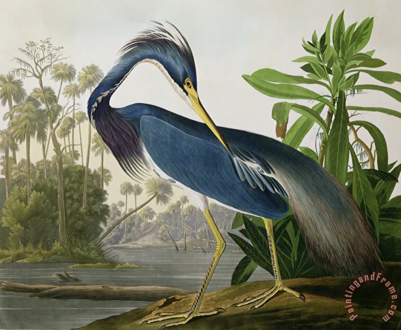 John James Audubon Louisiana Heron Art Print