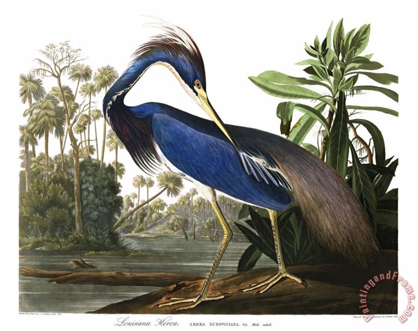 Louisiana Heron painting - John James Audubon Louisiana Heron Art Print