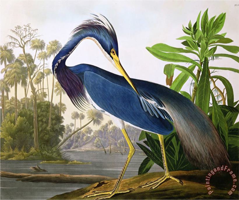 John James Audubon Louisiana Heron From Birds of America Art Painting