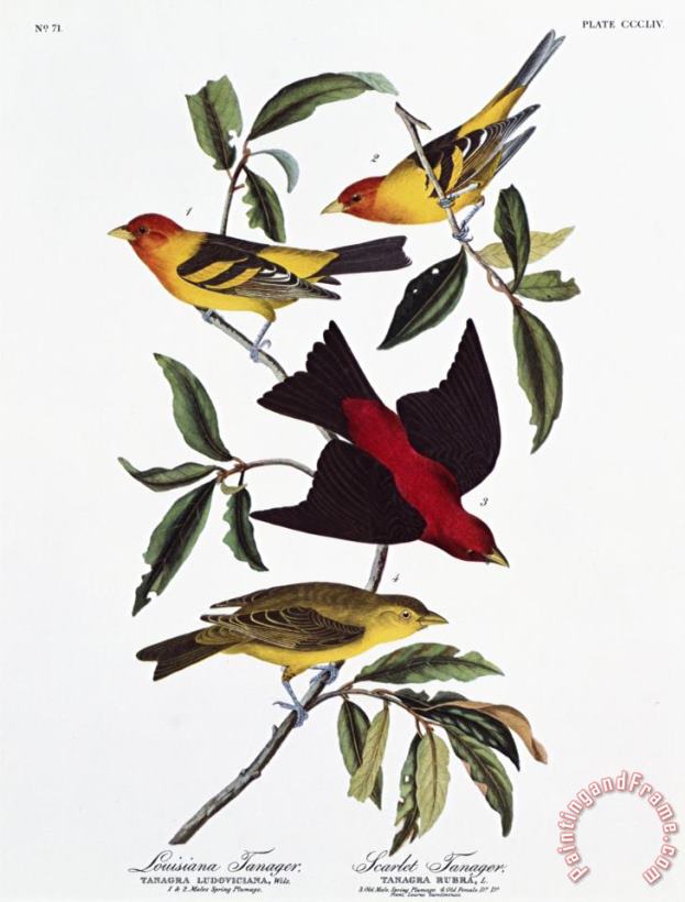 John James Audubon Louisiana Tanager And Scarlet Tanager Art Print