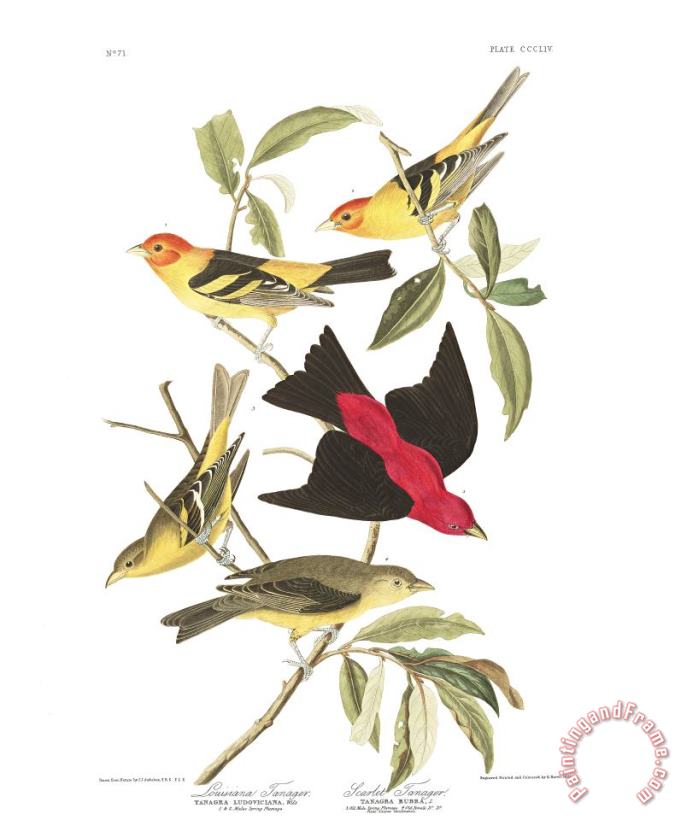 John James Audubon Louisiana Tanager, Or Scarlet Tanager Art Print