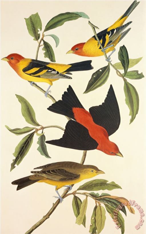Louisiana Tanager Scarlet Tanager painting - John James Audubon Louisiana Tanager Scarlet Tanager Art Print