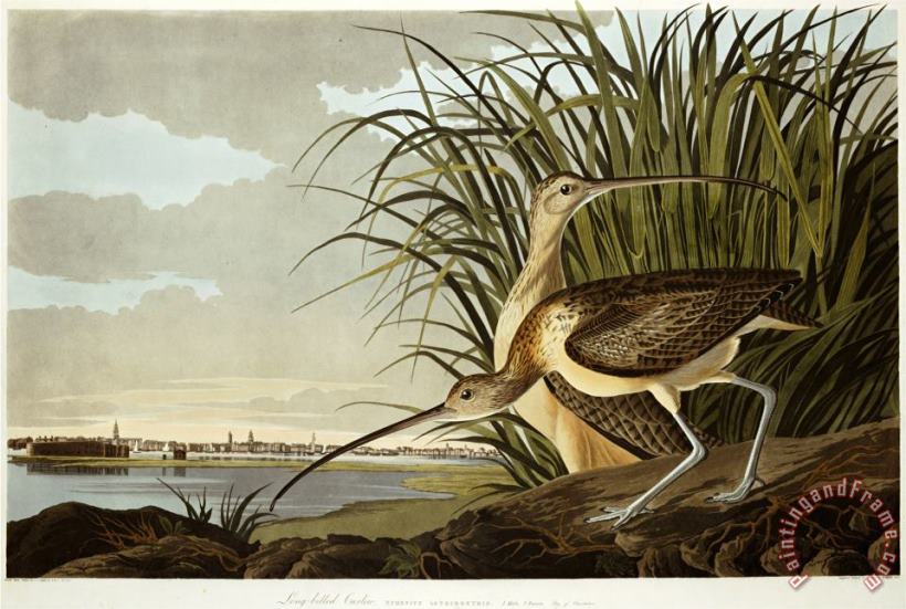 John James Audubon Male And Female Long Billed Curlew Numenius Americanus with The City of Charleston Behind Art Print