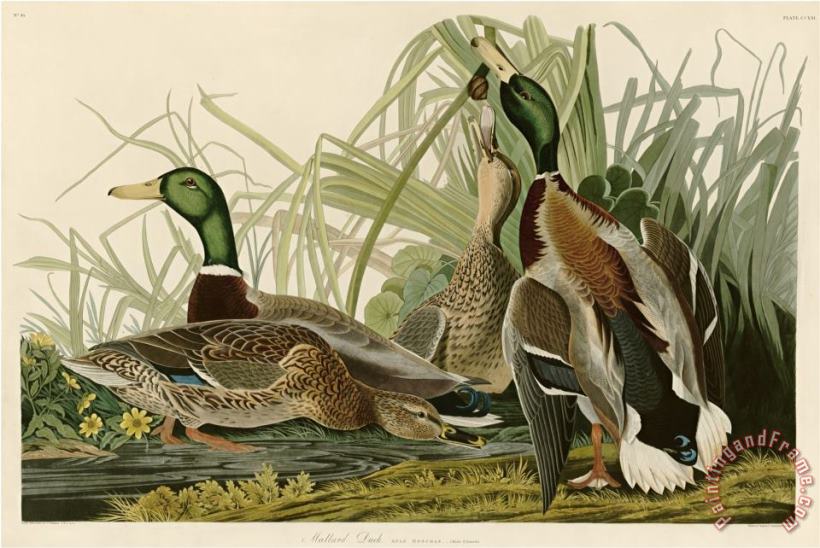 Mallard Duck painting - John James Audubon Mallard Duck Art Print