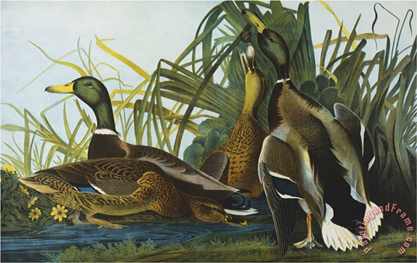John James Audubon Mallard Duck From The Birds of America Art Print