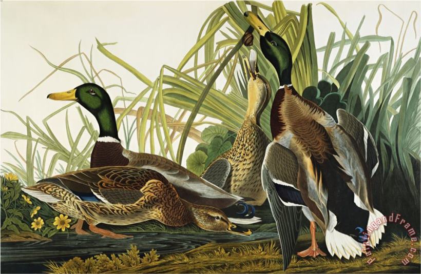 John James Audubon Mallard Duck Mallard Anas Platyrhynchos Plate Ccxxi From The Birds of America Art Painting