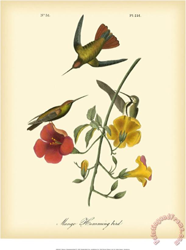 John James Audubon Mango Hummingbird Art Print