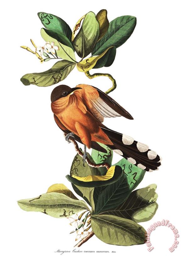 John James Audubon Mangrove Cuckoo Art Painting