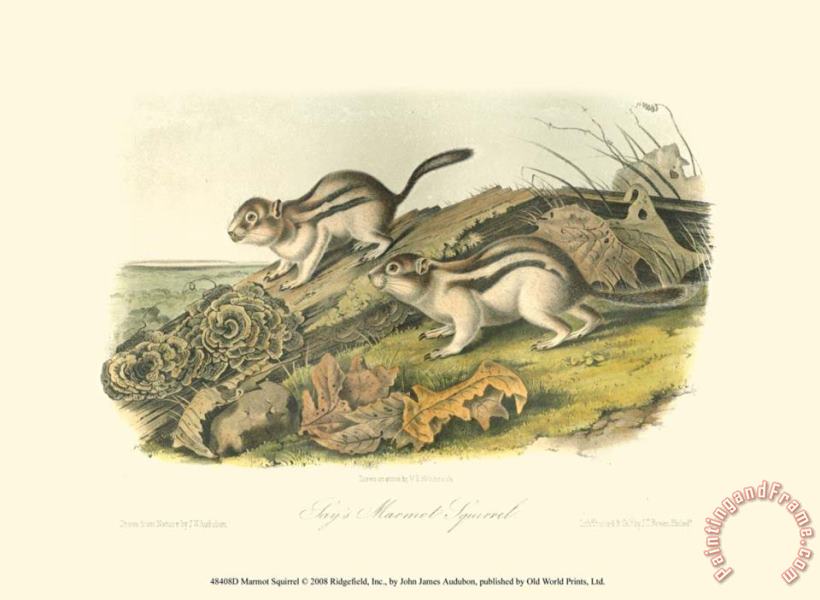 Marmot Squirrel painting - John James Audubon Marmot Squirrel Art Print