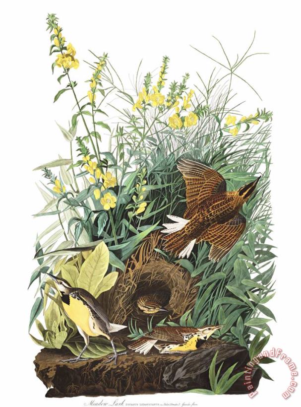 John James Audubon Meadow Lark Art Print