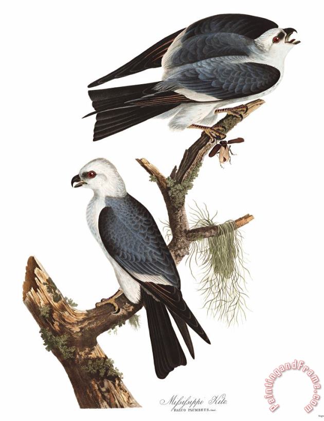 John James Audubon Mississippi Kite Art Print