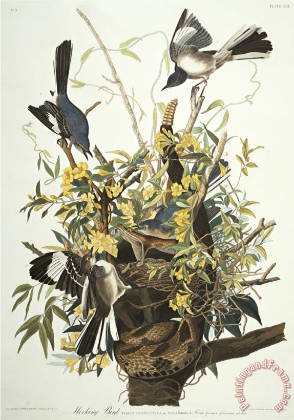 John James Audubon Mocking Bird Northern Mockingbird Mimus Polyglottos Plate Xxi From The Birds of America Art Painting