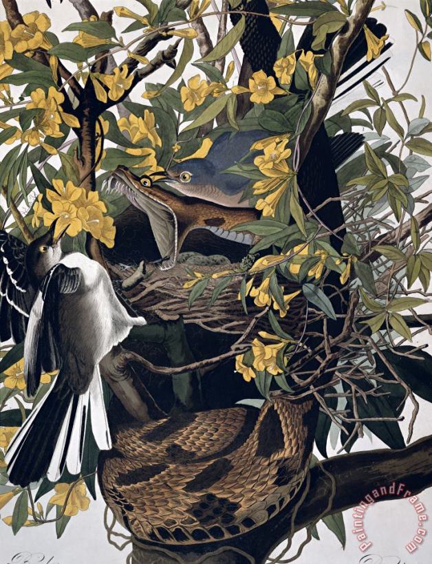 John James Audubon Mocking Birds and Rattlesnake Art Painting