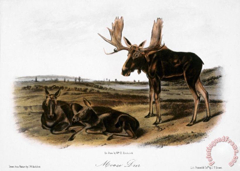 John James Audubon Moose Deer Cervus Alces Art Painting