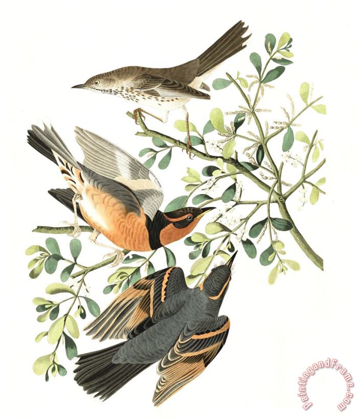 Mountain Mocking Bird, Or Varied Thrush painting - John James Audubon Mountain Mocking Bird, Or Varied Thrush Art Print