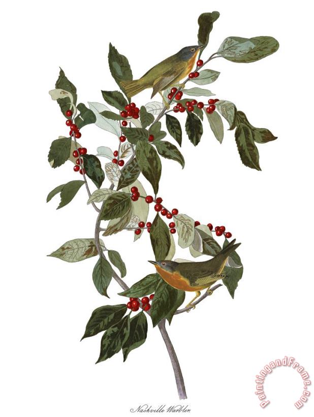 Nashville Warbler painting - John James Audubon Nashville Warbler Art Print