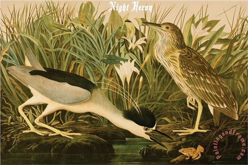 John James Audubon Night Heron Art Print
