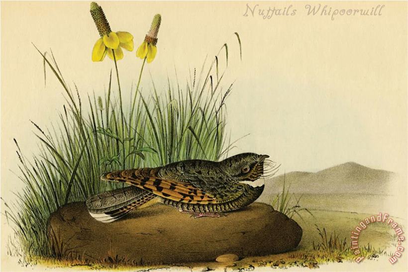 John James Audubon Nuttails Whipoorwill Art Print
