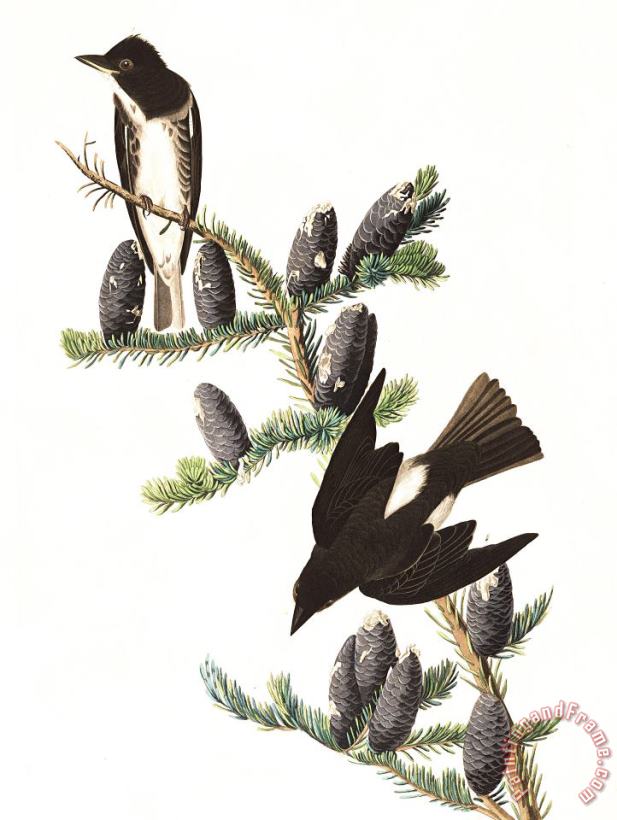Olive Sided Flycatcher painting - John James Audubon Olive Sided Flycatcher Art Print