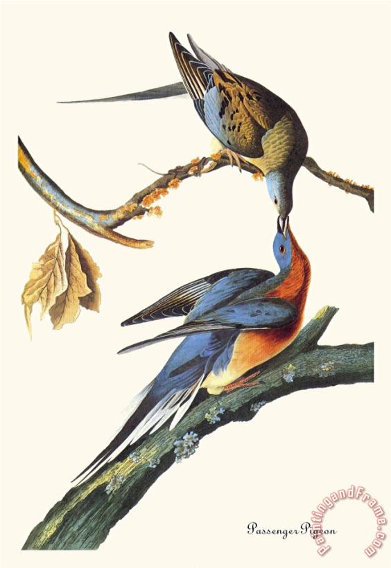 John James Audubon Passenger Pigeon Art Print