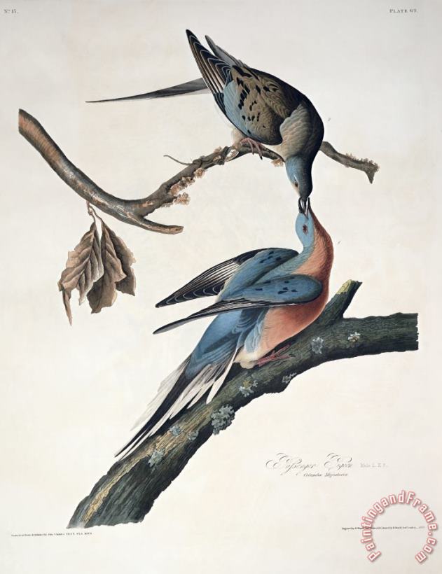 John James Audubon Passenger Pigeon Art Print