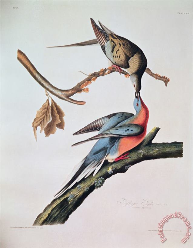 John James Audubon Passenger Pigeon From Birds of America Art Print