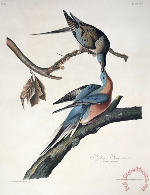 John James Audubon Passenger Pigeon From Birds of America Engraved by Robert Havell Art Painting