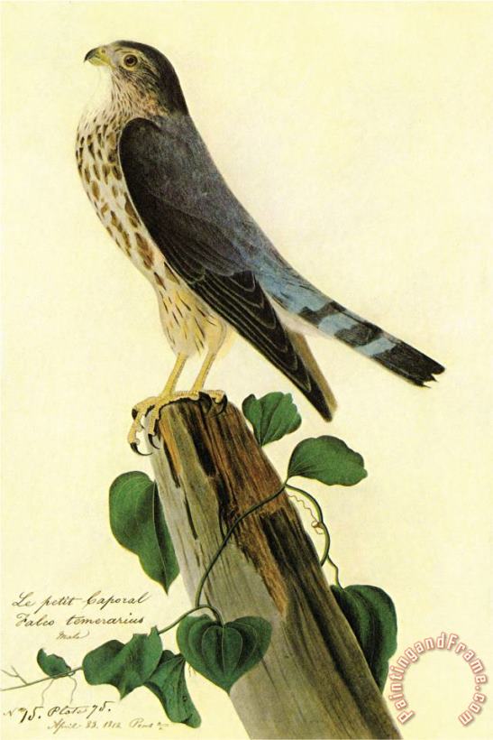 John James Audubon Pigeon Hawk Art Painting