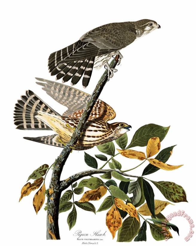 John James Audubon Pigeon Hawk Art Painting