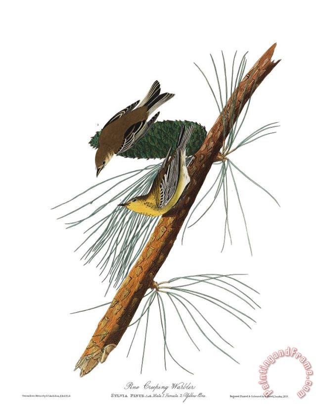 John James Audubon Pine Creeping Warbler Art Painting
