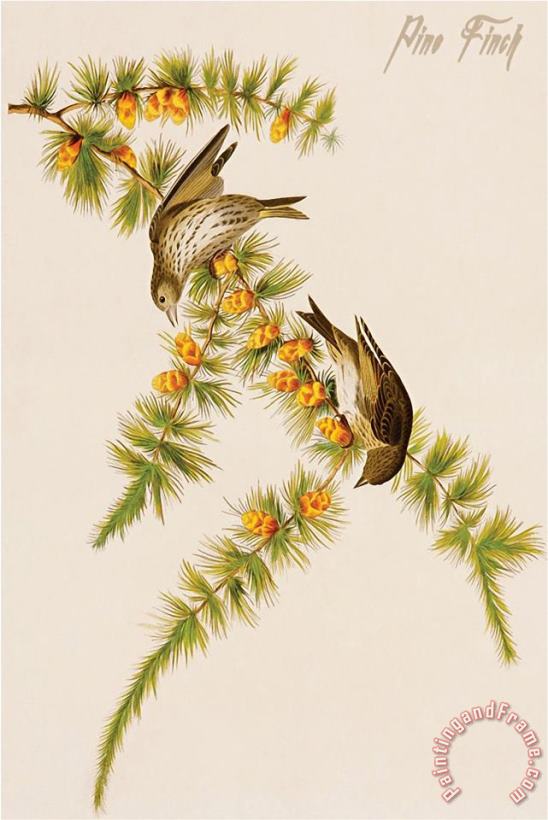 John James Audubon Pine Finch Art Painting