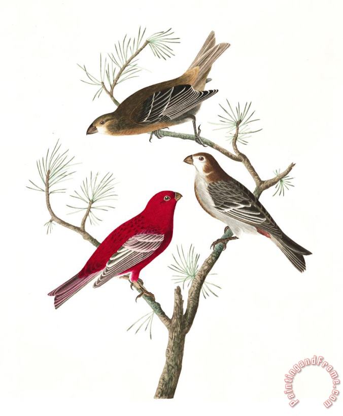John James Audubon Pine Grosbeak Art Painting