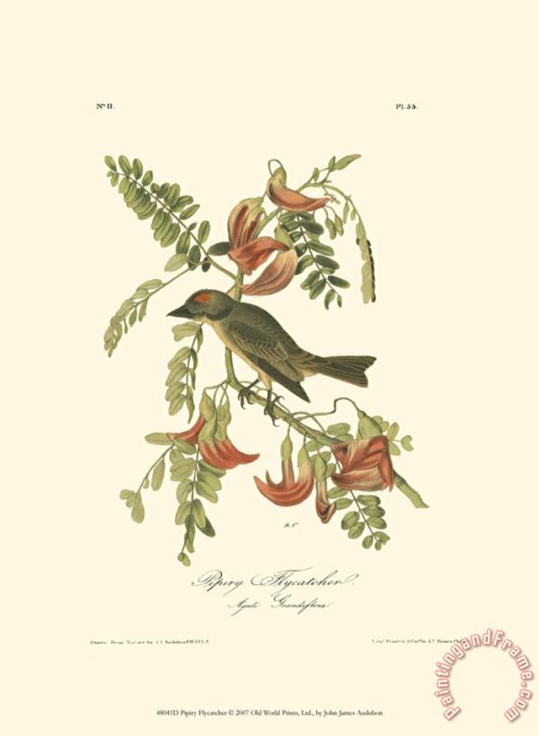 John James Audubon Pipiry Flycatcher Art Painting