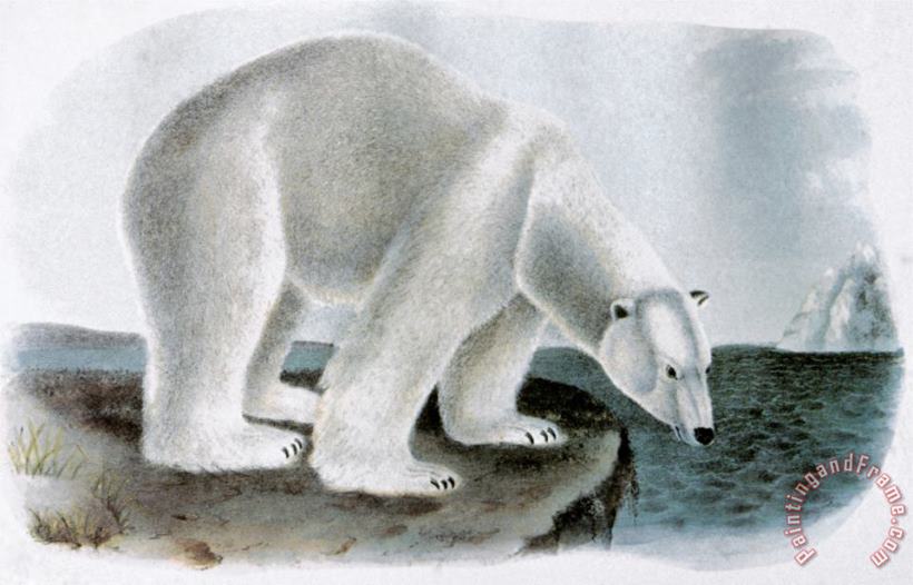 John James Audubon Polar Bear Ursus Maritimus Art Print
