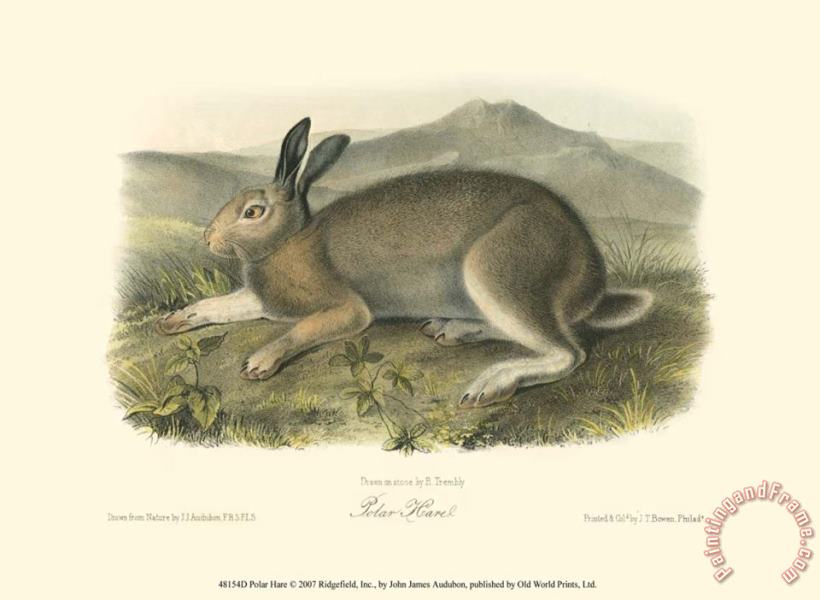 John James Audubon Polar Hare Art Print