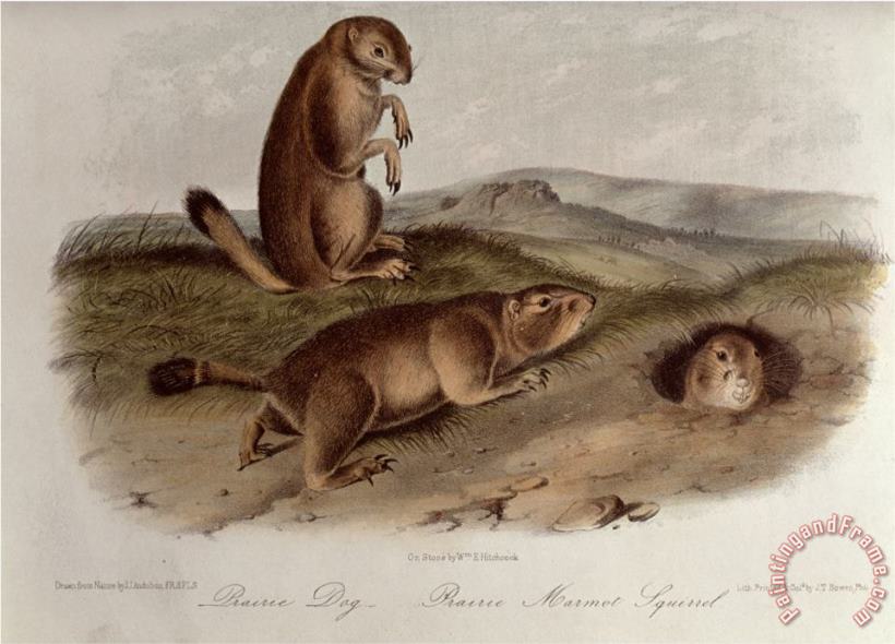 John James Audubon Prairie Dog From Quadrupeds of North America 1842 5 Art Print