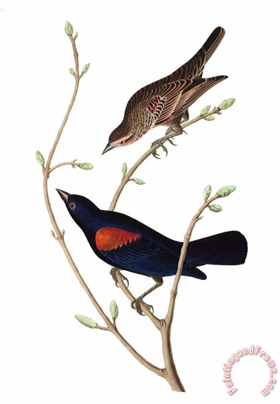 Prairie Starling painting - John James Audubon Prairie Starling Art Print