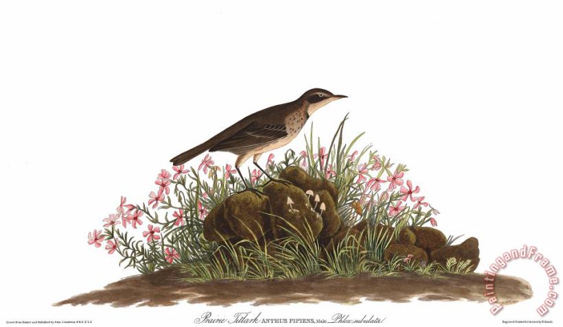 John James Audubon Prairie Titlark Art Painting